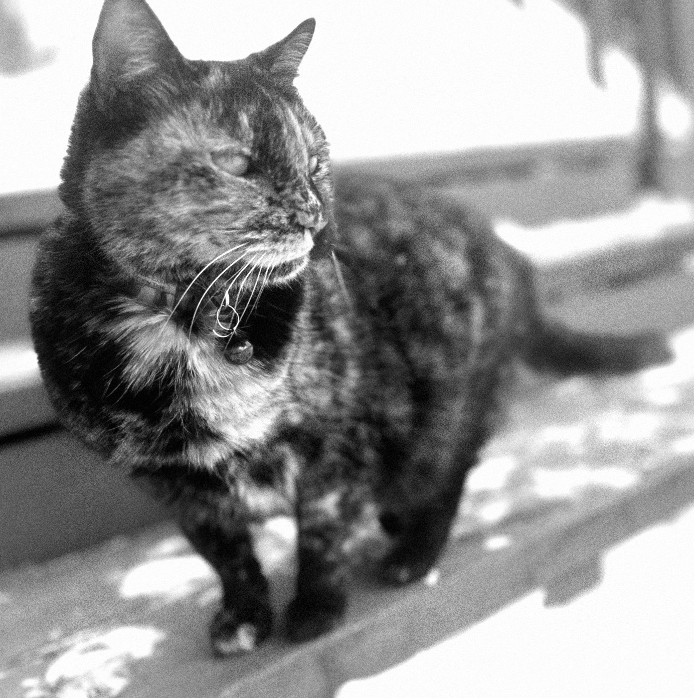 Luna Face, Esq., Christopher’s pet